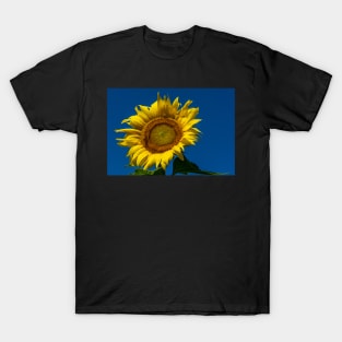 Sunflower Blue Sky T-Shirt